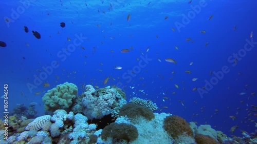 Wallpaper Mural Coral Garden Fish Scene. Tropical underwater sea fish. Colourful tropical coral reef. Scene reef. Marine life sea world. Underwater fish reef marine. Torontodigital.ca