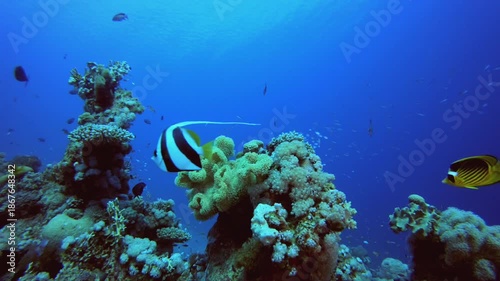 Wallpaper Mural Coral Reef and Tropical Fish Underwater. Underwater sea fish. Colourful underwater seascape. Tropical fish reef marine. Underwater sea fish. Tropical fish reef marine. Torontodigital.ca