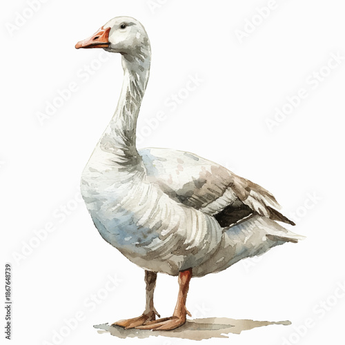 Natural vector illustration of a white goose bird, postcard, sticker