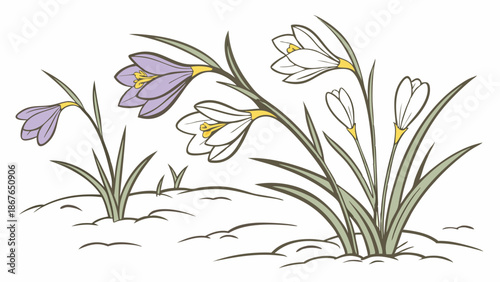 Spring Crocus Flowers Emerging Through Melting Snow Symbolizing Hope and New Beginnings for Seasonal Design Projects