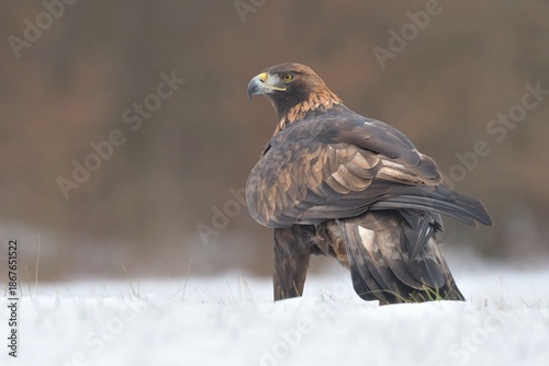 Bild auf Leinwand Golden eagle Aquila chrysaetos wildlife prey nature predator beautiful animal be