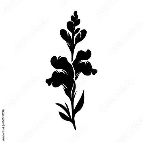 black and white Snapdragon flowers