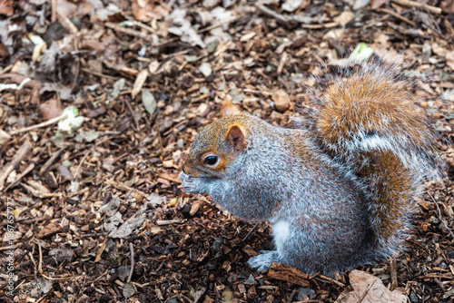 Sciurus carolinensis or eastern gray squirrel, close up