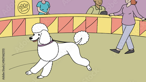 White Poodle Dog Showing Gait and Movement with Handler at Canine Competition Event for Pet Owners
