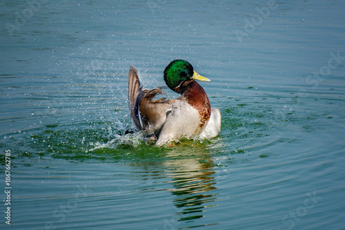 Action Shot of a Male Mallard Duck Splashing and Cleaning Itself in Blue Water