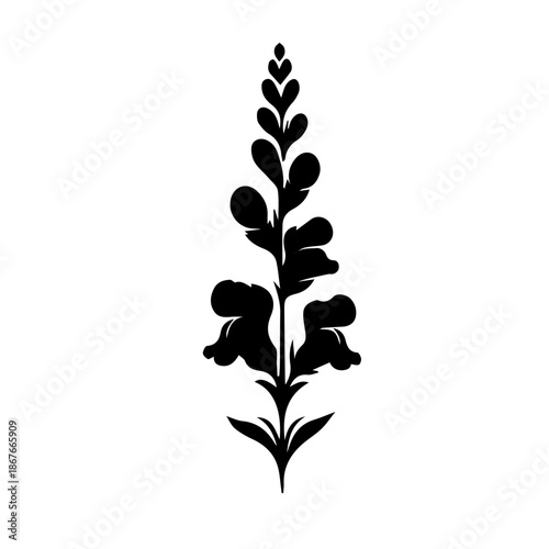 black and white Snapdragon flowers