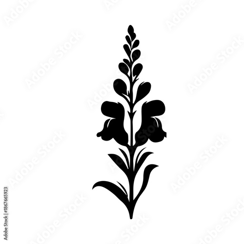 black and white Snapdragon flowers