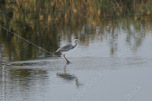Grey Heron Standing in Calm Water with Ripples and Reeds Reflection