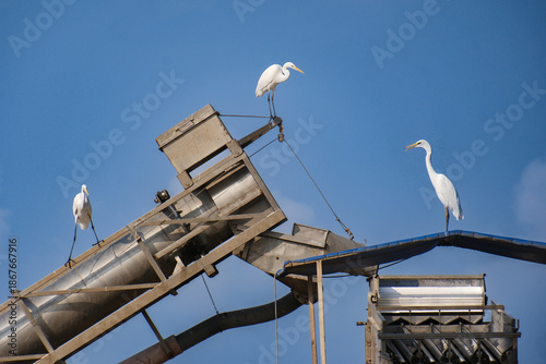 Three Great Egrets Perched on Industrial Machinery Under a Clear Blue Sky