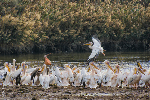 Large Flock of Great White Pelicans Resting by a Lake with One Bird Landing