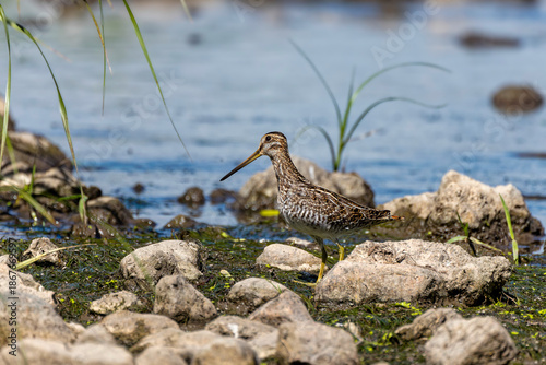 Принти на полотні Wilson's snipe  (Gallinago delicata), Inhabitant of swamps, tundra and wet meado