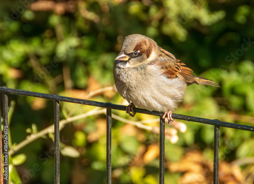 Un pájaro posado en la valla de un parque. Macho de gorrión común en Strawberry Fields en Central Park, Nueva York, EE.UU. 2019.