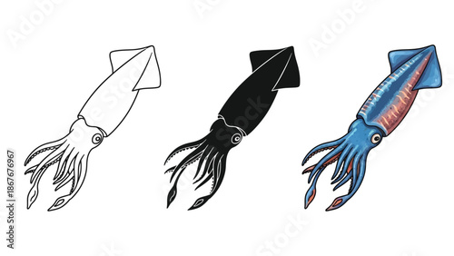 Set of three squid illustrations outline drawing, silhouette, and full color drawing