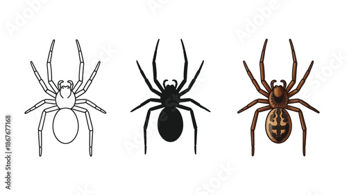 Set of three spider illustrations outline, silhouette, and detailed color drawing