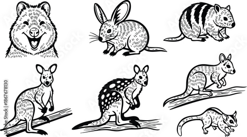 Hand drawn line art vector of smiling quokka bilby bandicoot kangaroo wallaby possum and wombat set in black ink vintage engraving style close up upright pose