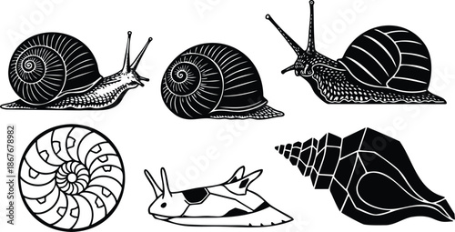Line art snail shells set three snails spiral shell study various angles side view top view close up scientific style vector illustration black and white detailed