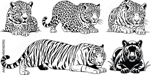 Black and white illustrations of tigers and a bear