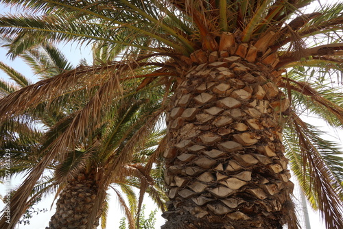 Phoenix canariensis - Canary Island date palm tree