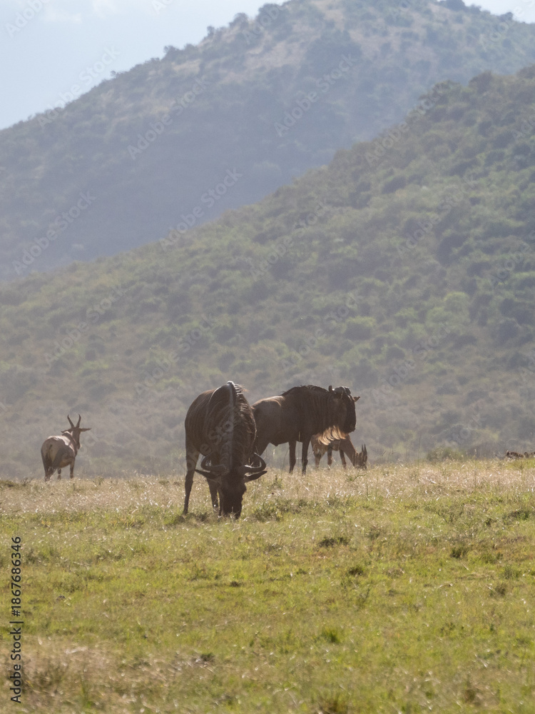 Obraz premium Africa, savanna of kenya, Masai Mara national park. Wildlife, wild animals, travel to africa