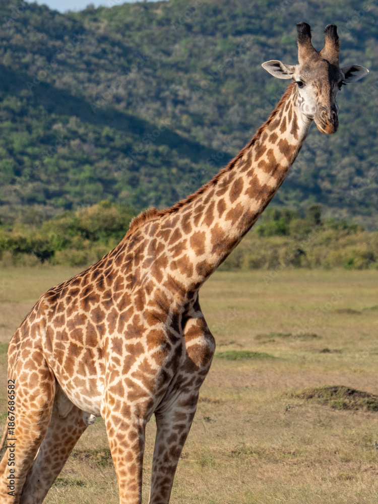 Obraz premium Africa, savanna of kenya, Masai Mara national park. Wildlife, wild animals, travel to africa