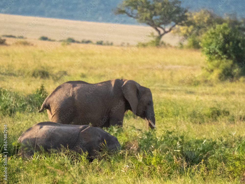 Fototapeta premium Africa, savanna of kenya, Masai Mara national park. Wildlife, wild animals, travel to africa