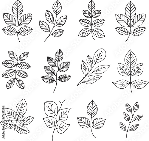 Twelve Different Types of Leaves in Black and White Line