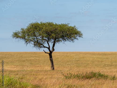 Photography Africa, savanna of kenya, Masai Mara national park