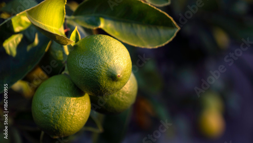 Cuadro en lienzo A sunlit close-up shows several green limes hanging from a leafy tree branch