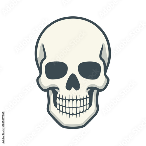 Human Skull Illustration - Skeleton Head Vector with Jaw, Teeth, and Anatomical Details