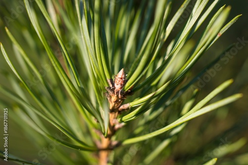 close up of pine needles