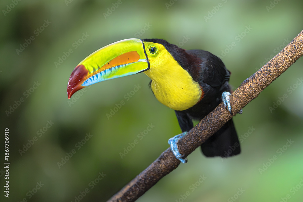 Obraz premium Keel Billed Toucan or Rainbow Billed Toucan in Rainforest