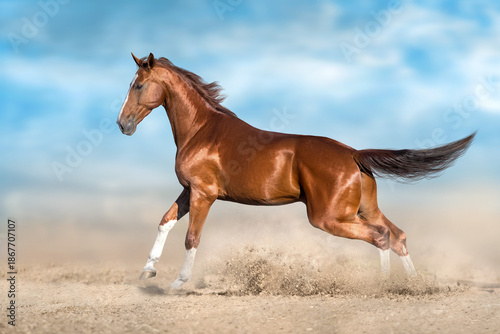 Red horse free run in sand