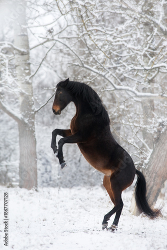Horse rearing up in snow