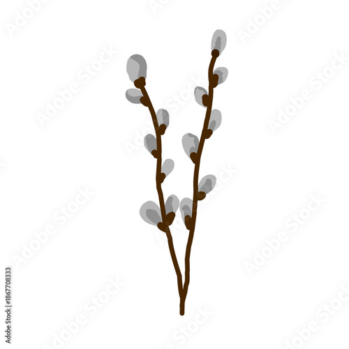 pussy willow branch