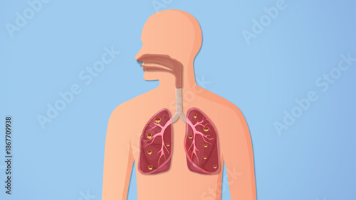 Human Respiratory System