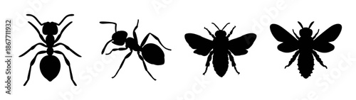 Vector silhouette illustration of ants and grasshoppers insects set entomology biology study