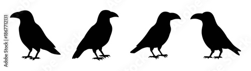 Four black bird silhouette vector graphic design illustration standing together isolated art image