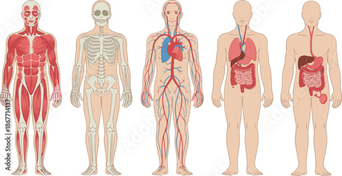 Human anatomy systems vector illustration set showing muscular skeletal circulatory respiratory and digestive body structures in detailed medical style for healthcare education science infographics 