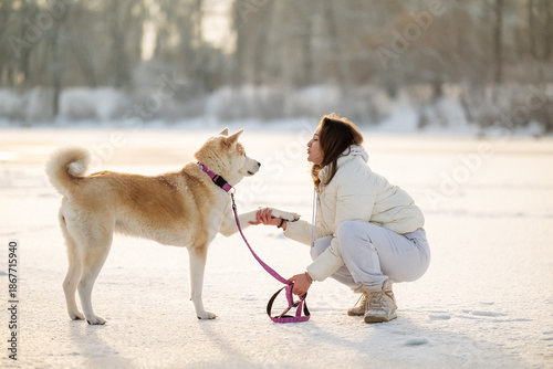 A girl in a white jacket shakes an Akita Inu's paw in the snow. A winter day, a warm moment of friendship