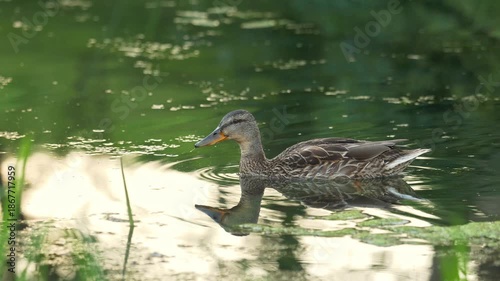Duck swimming on calm pond with clear reflection and greenery