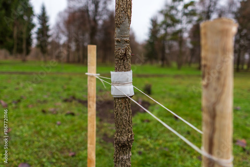 Fotografie A young tree is tied to wooden stakes using string for support in an open green area