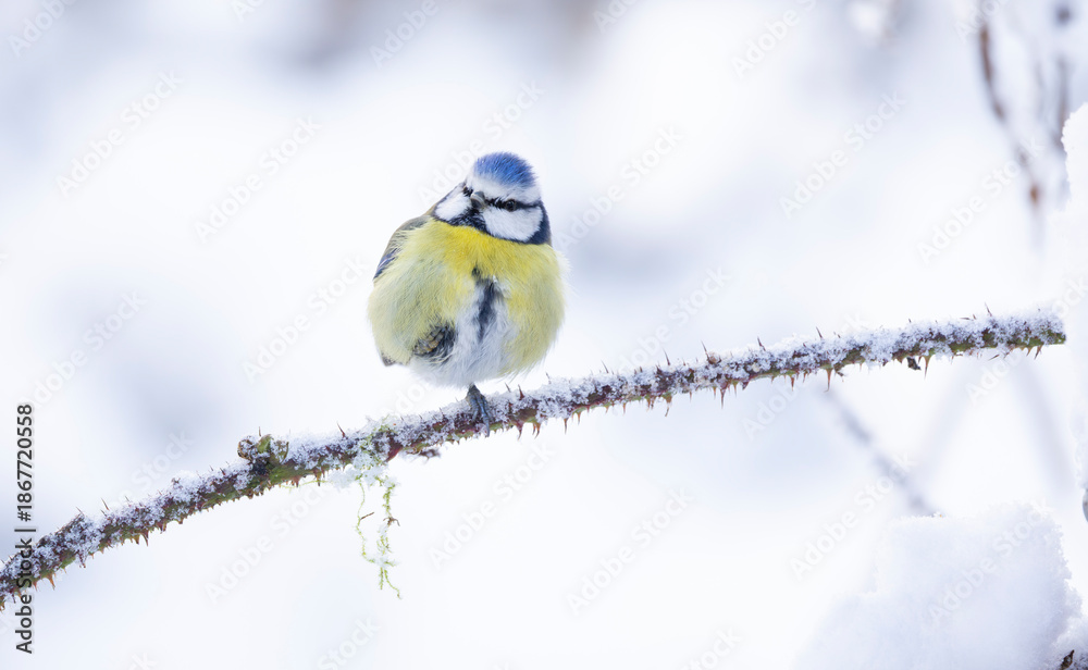 Naklejka premium A vivid blue tit Cyanistes caeruleus perches on a snow-dusted branch, showcasing bright yellow chest and blue-green back. This serene winter scene captures delicate plumage