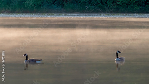 Canada Goose preying in water in the early morning
