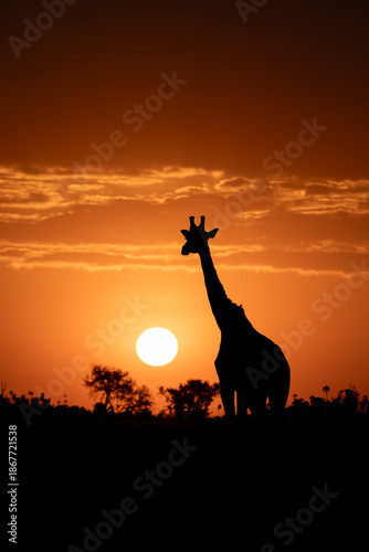 Photography Silhouette of Giraffe at Sunrise in African Savanna