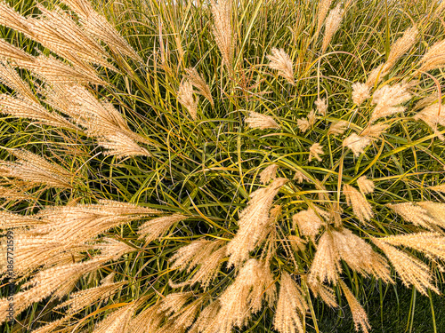 Slika na platnu Tall golden grass with fluffy seed heads fills the frame under bright sunlight c