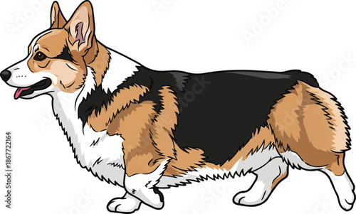 Pembroke Welsh Corgi dog walking relaxed movement side view 
