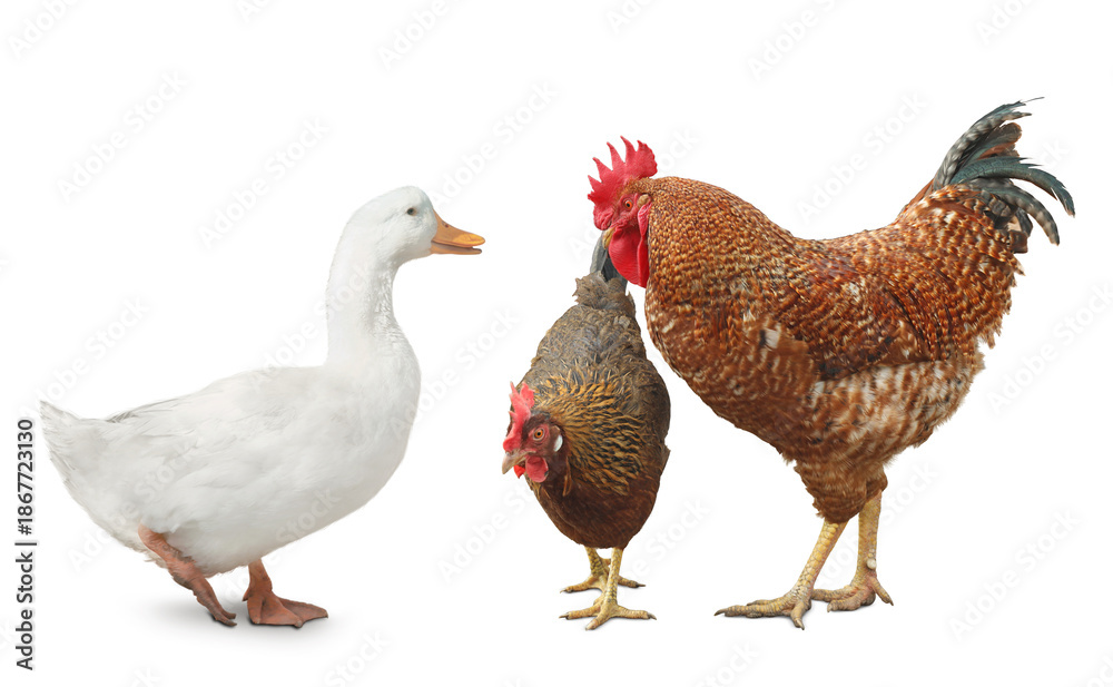 Fototapeta premium Rooster, hen and duck on white background. Domesticated birds