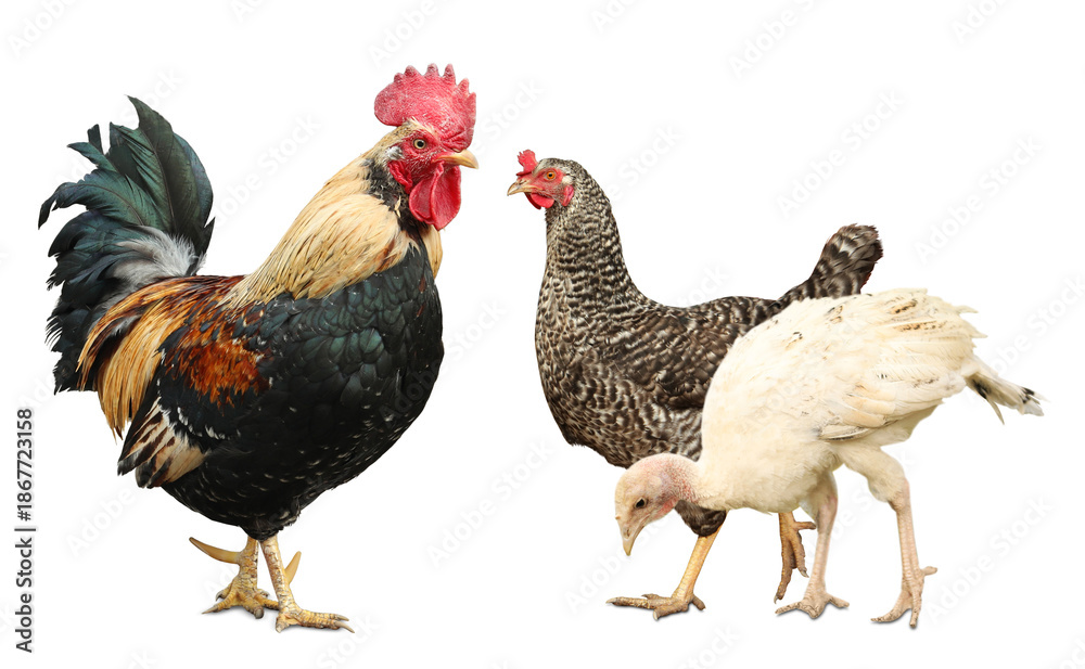 Fototapeta premium Rooster, hen and turkey chick on white background. Domesticated birds