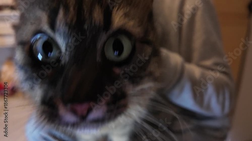 Adorable Long Haired Cat Being Cuddled on Lap Looking with Wide Green Eyes