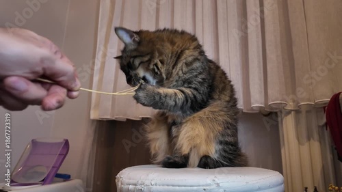 Playful Fluffy Tabby Cat Playing with a Dried Flower Branch on a White Stool Indoors